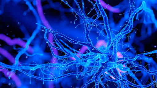 Neuro-Architecture